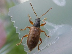 Phyllobius oblongus