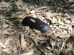 Chrysochloris asiatica