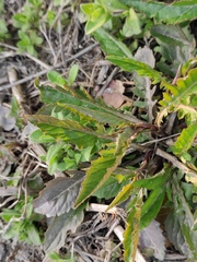 Rorippa indica