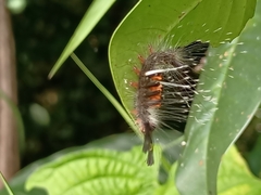 Dasychira chekiangensis