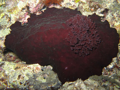 Asteronotus hepaticus