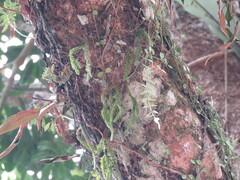 Phlegmariurus fordii