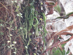 Phlegmariurus fordii