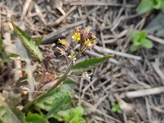 Rorippa indica