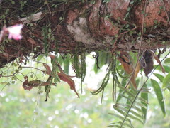 Phlegmariurus fordii