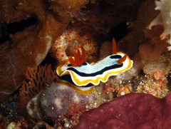 Chromodoris annae