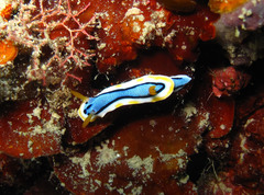 Chromodoris annae