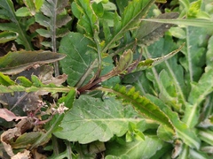 Rorippa indica
