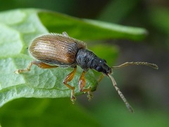 Phyllobius oblongus