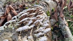 Schizophyllum commune
