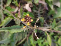Rorippa indica