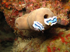 Chromodoris dianae