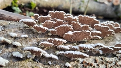 Schizophyllum commune