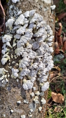 Schizophyllum commune