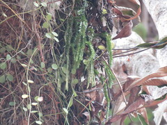 Phlegmariurus fordii