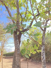 Kigelia africana