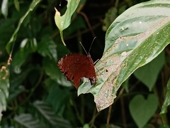 Elymnias hypermnestra