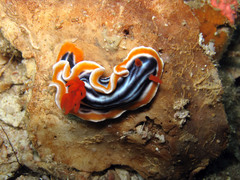 Chromodoris magnifica
