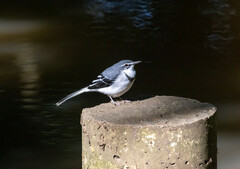 Motacilla clara