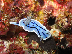 Chromodoris willani