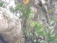 Phlegmariurus fordii