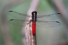Libellula herculea