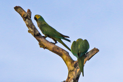 Orthopsittaca manilatus