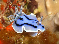 Chromodoris willani
