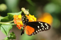 Heliconius hecalesia