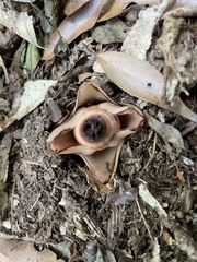 Mitrastemon yamamotoi