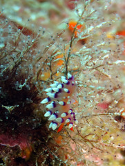 Coryphellina exoptata