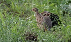 Francolinus francolinus