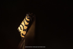 Amphicallia bellatrix