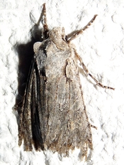 Lithophane ornitopus