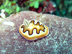 Goniobranchus coi