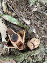 Mitrastemon yamamotoi