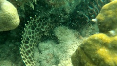Epinephelus quoyanus