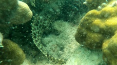 Epinephelus quoyanus