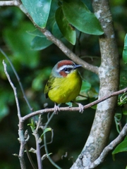 Basileuterus delattrii