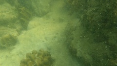 Epinephelus quoyanus