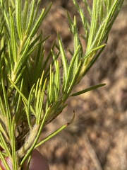 Phylica plumosa horizontalis