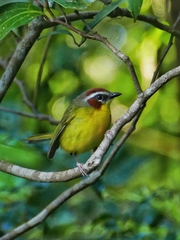Basileuterus delattrii
