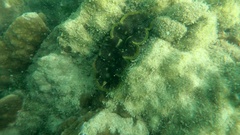 Tridacna crocea