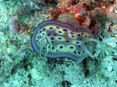 Goniobranchus kuniei