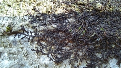 Frullania dilatata