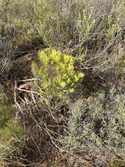 Phylica plumosa horizontalis
