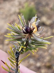 Phylica plumosa horizontalis