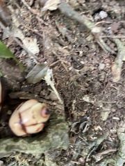 Mitrastemon yamamotoi