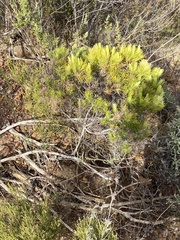 Phylica plumosa horizontalis