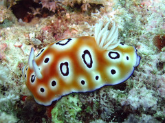 Goniobranchus leopardus